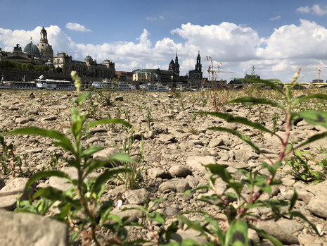 Das Foto zeigt die Elbe bei Niedrigwasser.